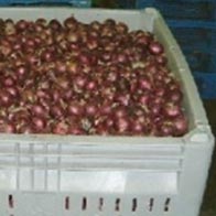 Plastic Bulk Container - best pallet box in Indonesia, Vented folding, HDPE, ISO 1200x1000, B2GD1210KTV